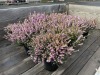 1 Gal Mediterranean Pink Heather Qty 12 - 4