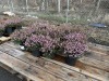 1 Gal Mediterranean Pink Heather Qty 12