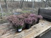 1 Gal Mediterranean Pink Heather Qty 12 - 2