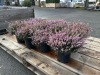 1 Gal Mediterranean Pink Heather Qty 12 - 3