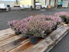 1 Gal Mediterranean Pink Heather Qty 12 - 4