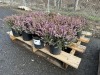 1 Gal Mediterranean Pink Heather Qty 12