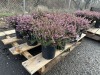 1 Gal Mediterranean Pink Heather Qty 12 - 2