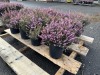 1 Gal Mediterranean Pink Heather Qty 12 - 3