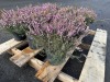 1 Gal Mediterranean Pink Heather Qty 12 - 4