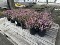 1 Gal Mediterranean Pink Heather Qty 18