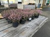1 Gal Mediterranean Pink Heather Qty 18 - 2