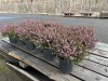 1 Gal Mediterranean Pink Heather Qty 18 - 3