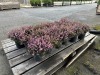 1 Gal Mediterranean Pink Heather Qty 18 - 4
