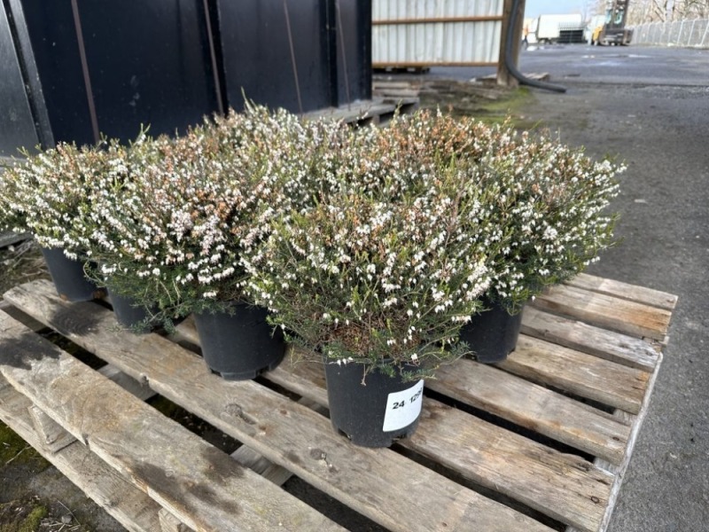 1 Gal Mediterranean White Heather Qty 12