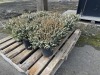 1 Gal Mediterranean White Heather Qty 12 - 2