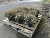 1 Gal Mediterranean White Heather Qty 12 - 3