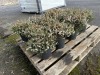 1 Gal Mediterranean White Heather Qty 12 - 4