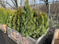 5 Gal Emerald Green Arborvitae, Qty 20