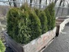 5 Gal Emerald Green Arborvitae, Qty 20 - 2