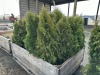 5 Gal Emerald Green Arborvitae, Qty 20 - 3