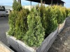 5 Gal Emerald Green Arborvitae, Qty 20 - 4
