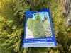 5 Gal Emerald Green Arborvitae, Qty 20 - 5