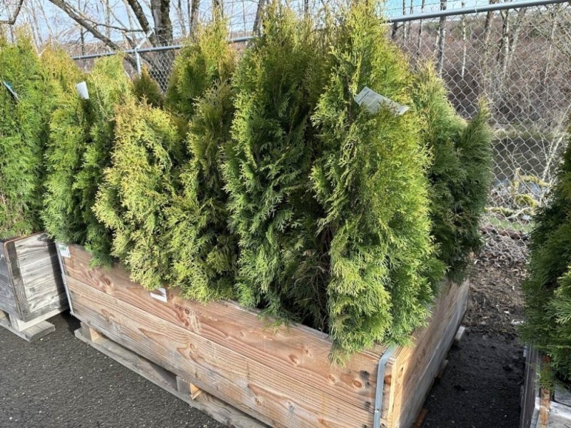 5 Gal Emerald Green Arborvitae, Qty 20