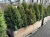 5 Gal Emerald Green Arborvitae, Qty 20 - 2