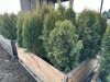 5 Gal Emerald Green Arborvitae, Qty 20 - 3