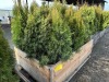 5 Gal Emerald Green Arborvitae, Qty 20 - 4