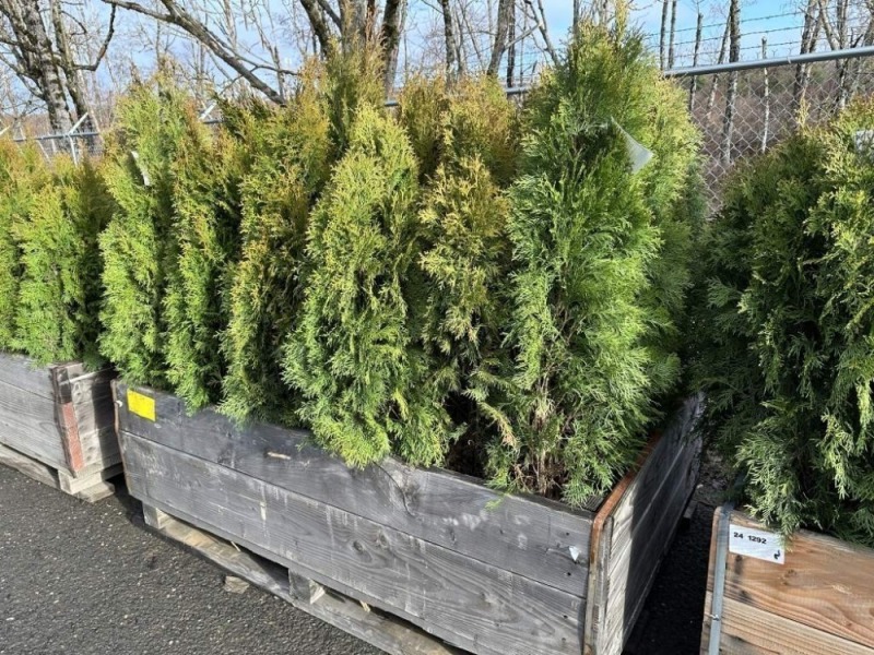 5 Gal Emerald Green Arborvitae, Qty 20