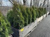 5 Gal Emerald Green Arborvitae, Qty 20 - 2