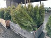 5 Gal Emerald Green Arborvitae, Qty 20 - 3