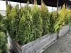5 Gal Emerald Green Arborvitae, Qty 20 - 4