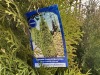 5 Gal Emerald Green Arborvitae, Qty 20 - 5