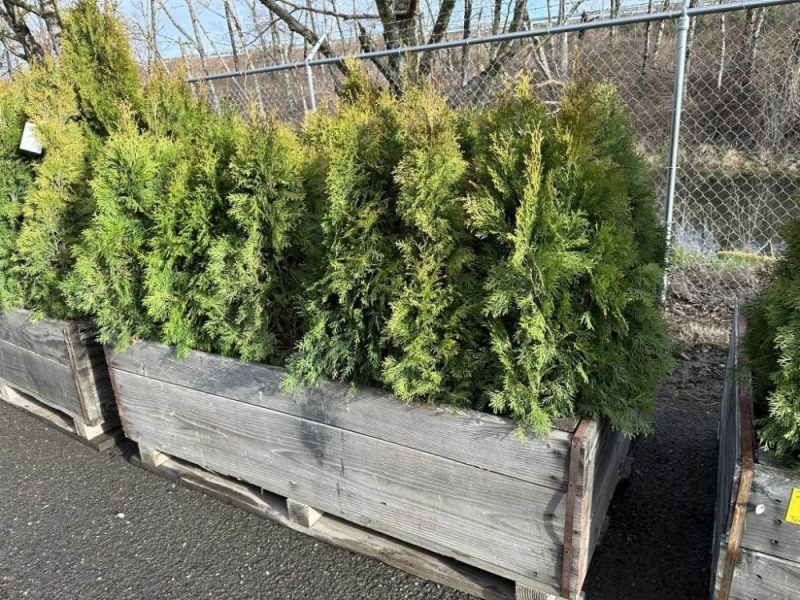 5 Gal Emerald Green Arborvitae, Qty 20