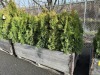 5 Gal Emerald Green Arborvitae, Qty 20