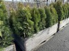 5 Gal Emerald Green Arborvitae, Qty 20 - 2