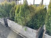 5 Gal Emerald Green Arborvitae, Qty 20 - 3