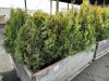 5 Gal Emerald Green Arborvitae, Qty 20 - 4