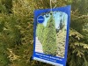 5 Gal Emerald Green Arborvitae, Qty 20 - 5