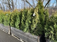 5 Gal Emerald Green Arborvitae, Qty 20