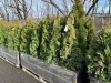 5 Gal Emerald Green Arborvitae, Qty 20