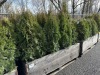 5 Gal Emerald Green Arborvitae, Qty 20 - 2