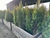 5 Gal Emerald Green Arborvitae, Qty 20 - 3