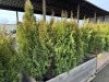 5 Gal Emerald Green Arborvitae, Qty 20 - 4