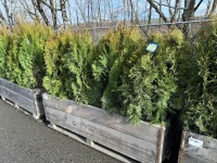 5 Gal Emerald Green Arborvitae, Qty 20