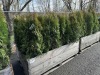 5 Gal Emerald Green Arborvitae, Qty 20 - 2