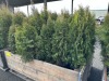 5 Gal Emerald Green Arborvitae, Qty 20 - 3