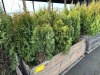 5 Gal Emerald Green Arborvitae, Qty 20 - 4