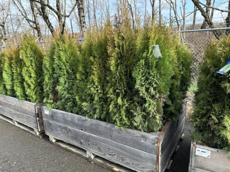 5 Gal Emerald Green Arborvitae, Qty 20