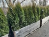 5 Gal Emerald Green Arborvitae, Qty 20 - 2
