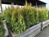 5 Gal Emerald Green Arborvitae, Qty 20 - 3