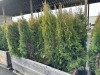 5 Gal Emerald Green Arborvitae, Qty 20 - 4
